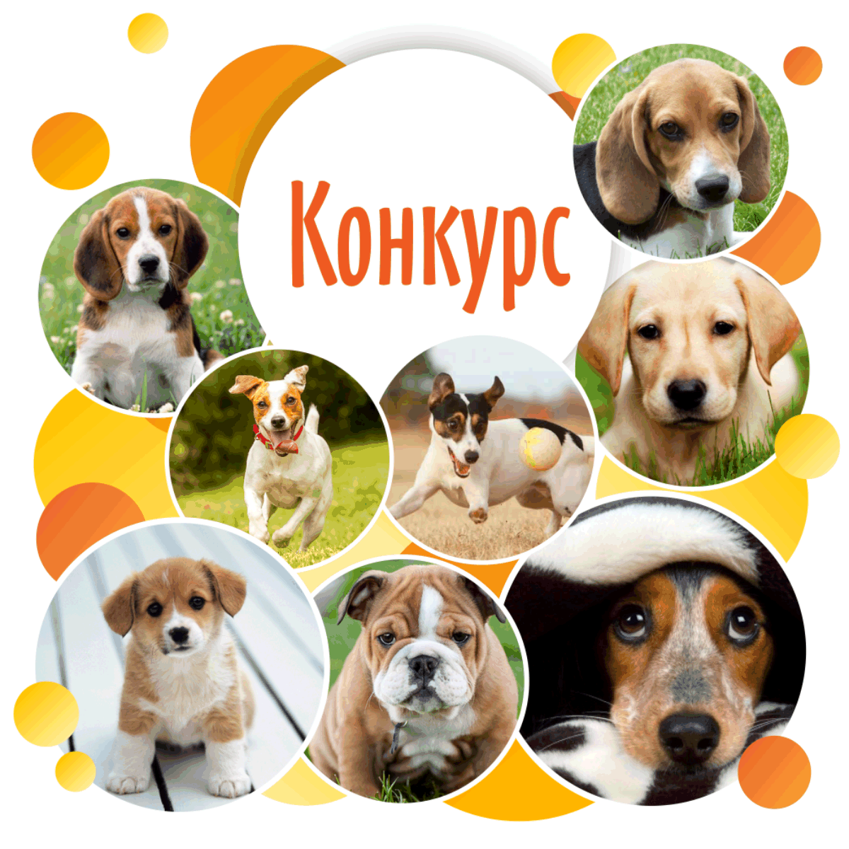 Фотографии собак участников конкурса календарь Центрофинанс - 2018
