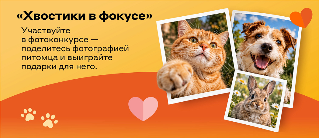 Фотоконкурс "Хвостики в фокусе" Фотоконкурс "Хвостики в фокусе"